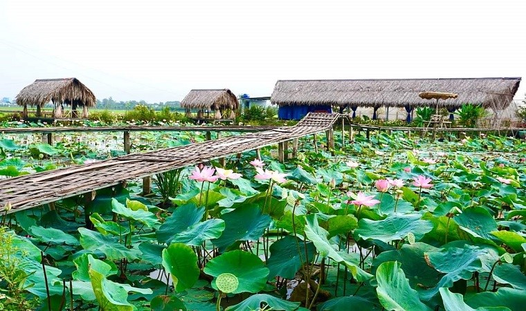 Những điểm ngắm sen tuyệt đẹp ở Đồng Tháp dịp lễ 30-4 và 1-5- Ảnh 10. Những điểm ngắm sen tuyệt đẹp ở Đồng Tháp dịp lễ 30-4 và 1-5- Ảnh 10.