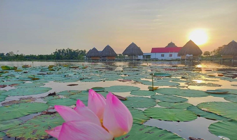 Những điểm ngắm sen tuyệt đẹp ở Đồng Tháp dịp lễ 30-4 và 1-5- Ảnh 12. Những điểm ngắm sen tuyệt đẹp ở Đồng Tháp dịp lễ 30-4 và 1-5- Ảnh 12.