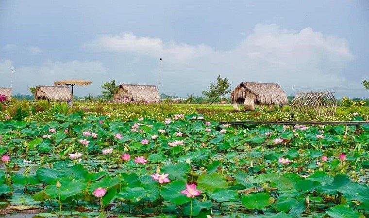 Những điểm ngắm sen tuyệt đẹp ở Đồng Tháp dịp lễ 30-4 và 1-5- Ảnh 20. Những điểm ngắm sen tuyệt đẹp ở Đồng Tháp dịp lễ 30-4 và 1-5- Ảnh 20.