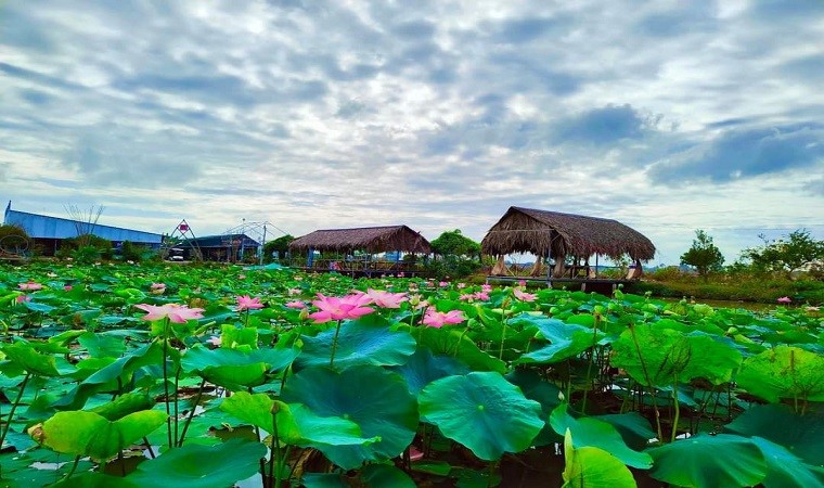 Những điểm ngắm sen tuyệt đẹp ở Đồng Tháp dịp lễ 30-4 và 1-5- Ảnh 19. Những điểm ngắm sen tuyệt đẹp ở Đồng Tháp dịp lễ 30-4 và 1-5- Ảnh 19.