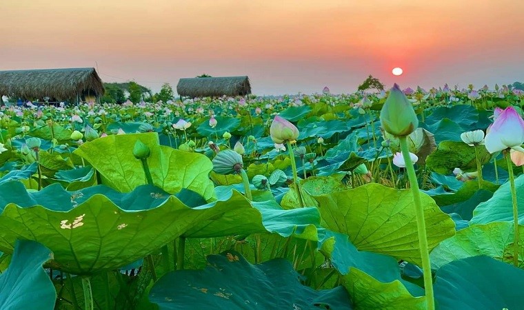 Những điểm ngắm sen tuyệt đẹp ở Đồng Tháp dịp lễ 30-4 và 1-5- Ảnh 30. Những điểm ngắm sen tuyệt đẹp ở Đồng Tháp dịp lễ 30-4 và 1-5- Ảnh 30.