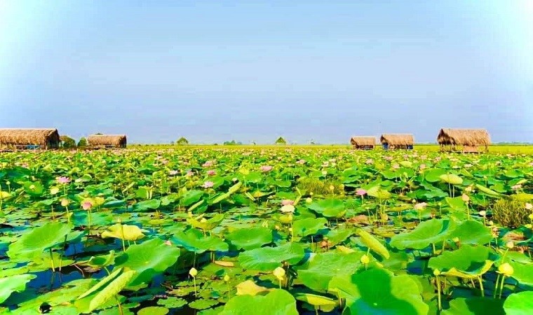Những điểm ngắm sen tuyệt đẹp ở Đồng Tháp dịp lễ 30-4 và 1-5- Ảnh 31. Những điểm ngắm sen tuyệt đẹp ở Đồng Tháp dịp lễ 30-4 và 1-5- Ảnh 31.