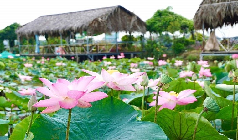 Những điểm ngắm sen tuyệt đẹp ở Đồng Tháp dịp lễ 30-4 và 1-5- Ảnh 32. Những điểm ngắm sen tuyệt đẹp ở Đồng Tháp dịp lễ 30-4 và 1-5- Ảnh 32.