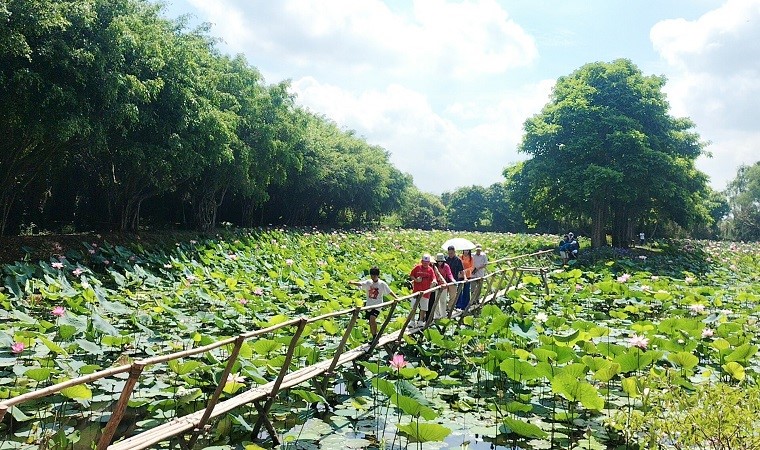 Những điểm ngắm sen tuyệt đẹp ở Đồng Tháp dịp lễ 30-4 và 1-5- Ảnh 38. Những điểm ngắm sen tuyệt đẹp ở Đồng Tháp dịp lễ 30-4 và 1-5- Ảnh 38.