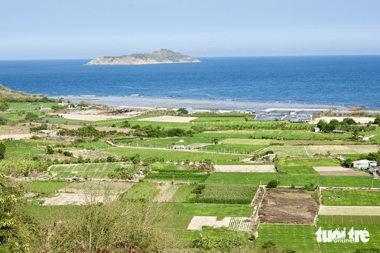 Về biển Ninh Vân thăm di tích tàu không số- Ảnh 6. Ngoài đánh cá, người dân Ninh Vân còn canh tác nông nghiệp. Trong ảnh: cánh đồng đậu phộng ở thôn Đông vào những ngày này