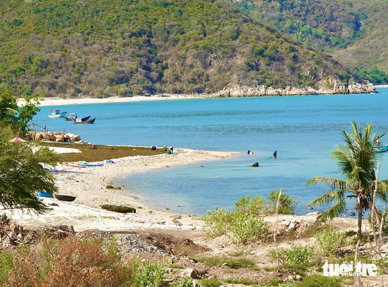 Về biển Ninh Vân thăm di tích tàu không số- Ảnh 17. Những người nuôi và phơi rong sụn trên bãi biển Ninh Vân. Tại vùng biển này, người dân sống bằng ngư nghiệp, nông nghiệp và bây giờ manh nha những dịch vụ phục vụ du khách, hứa hẹn sẽ trở thành một điểm hút khách trong thời gian tới