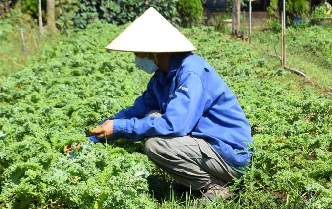 2-150001_61.jpg Kỹ sư nông nghiệp trẻ Hà Thị Thu Thảo xem cây 'bắt bệnh' mỗi ngày để bổ sung dinh dưỡng cho cây trồng. Ảnh: V.Đ.T.