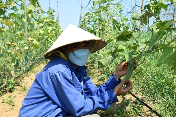 3-150004_826.jpg Dưa nếp thơm, loại cây trồng rất hút hàng của Yuuki Farm hiện nay. Ảnh: V.Đ.T.