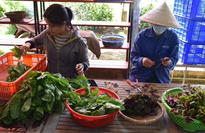 4-150005_116.jpg Trước khi đóng gói, rau của Yuuki Farm được nhân công cắt rửa sạch sẽ. Ảnh: V.Đ.T.