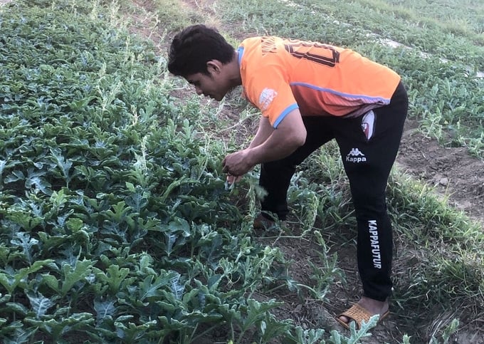 6-150006_981.jpg Anh Trịnh Hưng Công đi thăm cánh đồng dưa hấu của Yuuki Farm. Ảnh: V.Đ.T.