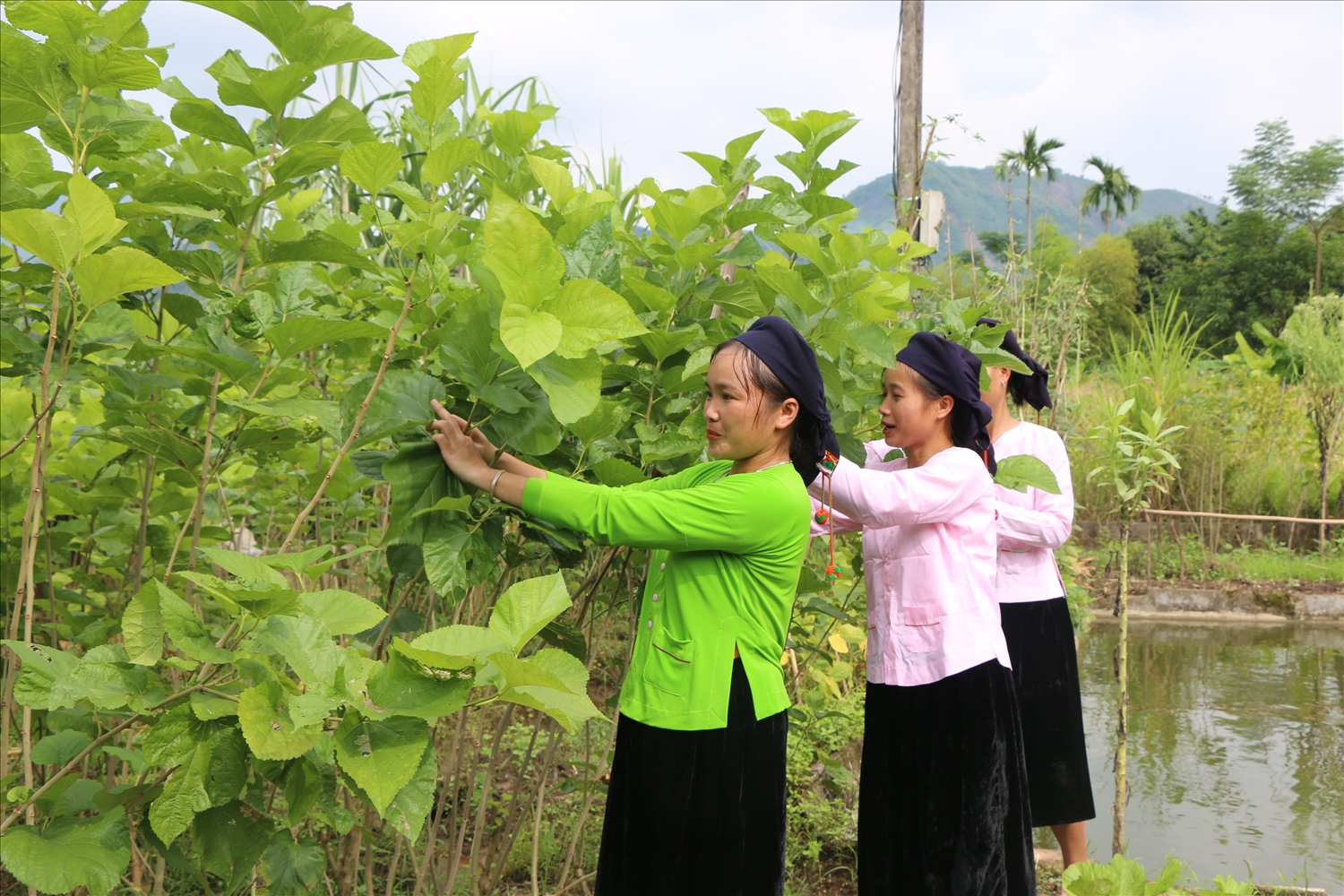 Trồng dâu nuôi tằm góp phần cải thiện thu nhập cho người dân Bảo Yên Trồng dâu nuôi tằm góp phần cải thiện thu nhập cho người dân Bảo Yên