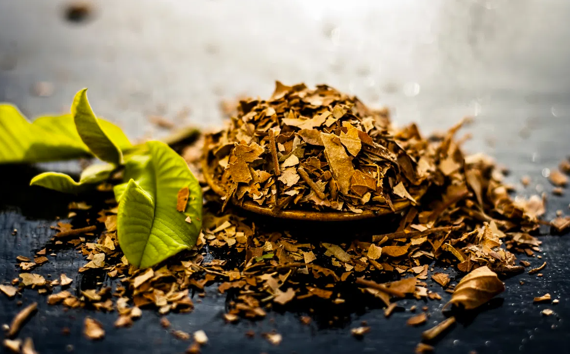 Bật mí công dụng chữa ‘bách bệnh’ từ loại lá rụng đầy vườn, sử dụng theo cách này rất tốt cho người bệnh tiểu đường - Ảnh 2. Bật mí công dụng chữa ‘bách bệnh’ từ loại lá rụng đầy vườn, sử dụng theo cách này rất tốt cho người bệnh tiểu đường - Ảnh 2.