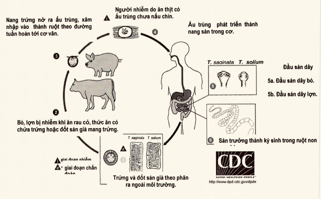 Chu kỳ phát triển và lây nhiễm của sán dây