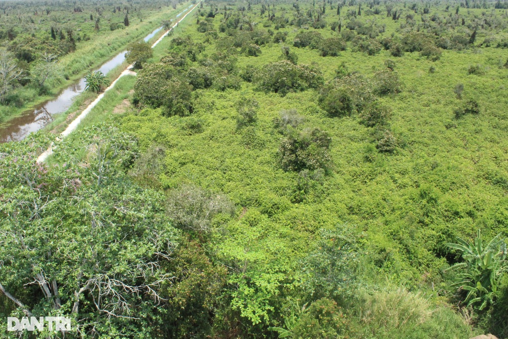 Cà Mau dừng hoạt động đi bộ xuyên rừng U Minh Hạ do nắng nóng, khô hạn - 1 Cà Mau dừng hoạt động đi bộ xuyên rừng U Minh Hạ do nắng nóng, khô hạn - 1