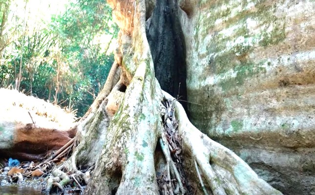 Cận cảnh khu rừng ở Việt Nam có 39 cây di sản, tuổi đời lên đến trên 450 năm ảnh 2