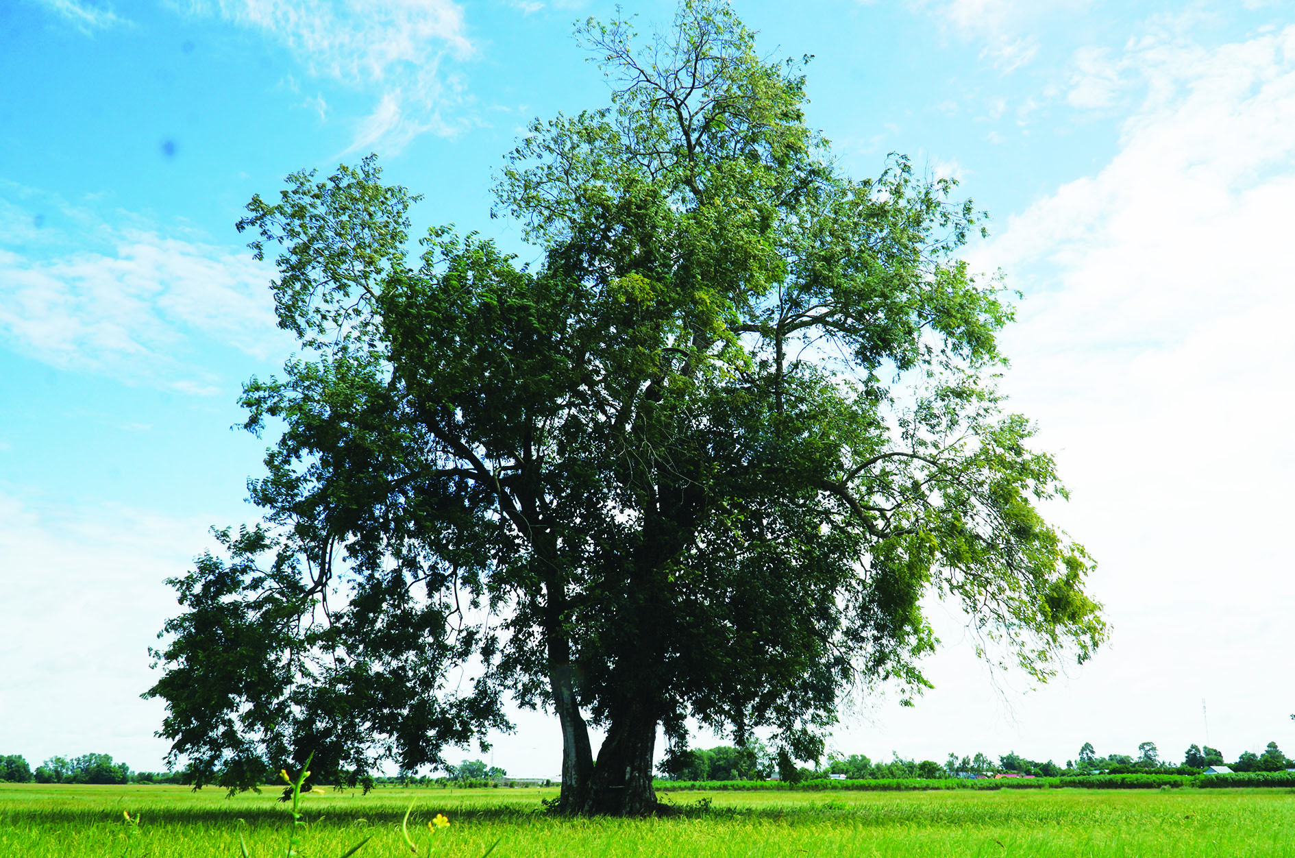 Giữa cánh đồng ở Tây Ninh mọc cây cổ thụ đẹp, y như Giữa cánh đồng ở Tây Ninh mọc cây cổ thụ đẹp, y như