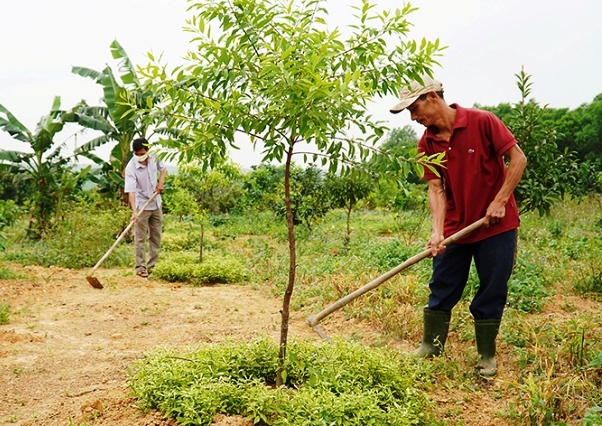 Một loại cây ngoại lai, xuất xứ Ấn Độ, bán được lá, quả, sau 13 năm ra gỗ quý, trồng thành công ở Quảng Trị- Ảnh 1. Một loại cây ngoại lai, xuất xứ Ấn Độ, bán được lá, quả, sau 13 năm ra gỗ quý, trồng thành công ở Quảng Trị- Ảnh 1.