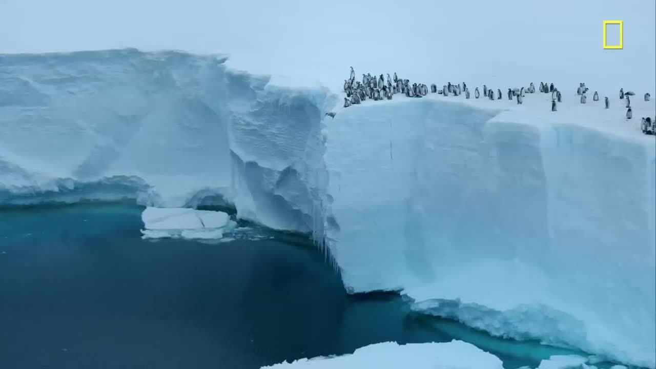 Chim cánh cụt nhảy từ vách đá cao 15 m vì đói