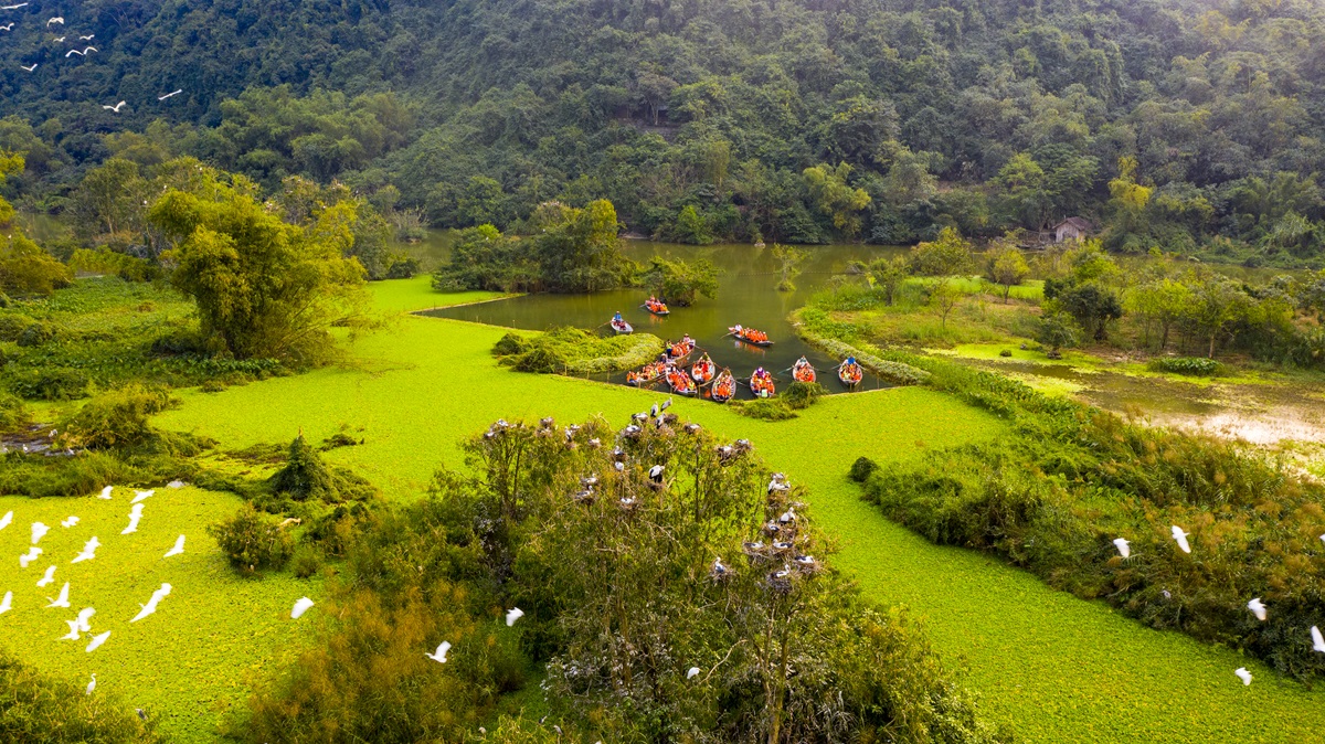 Chim hoang dã bay rợp trời trong khu du lịch- Ảnh 1. Chim hoang dã bay rợp trời trong khu du lịch- Ảnh 1.