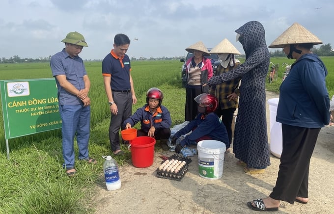 Phối trộn hỗn hợp dinh dưỡng từ trứng gà, sữa tươi và nước vôi để phun cho lúa hữu cơ trong mô hình. Ảnh: Nguyễn Hoàn.