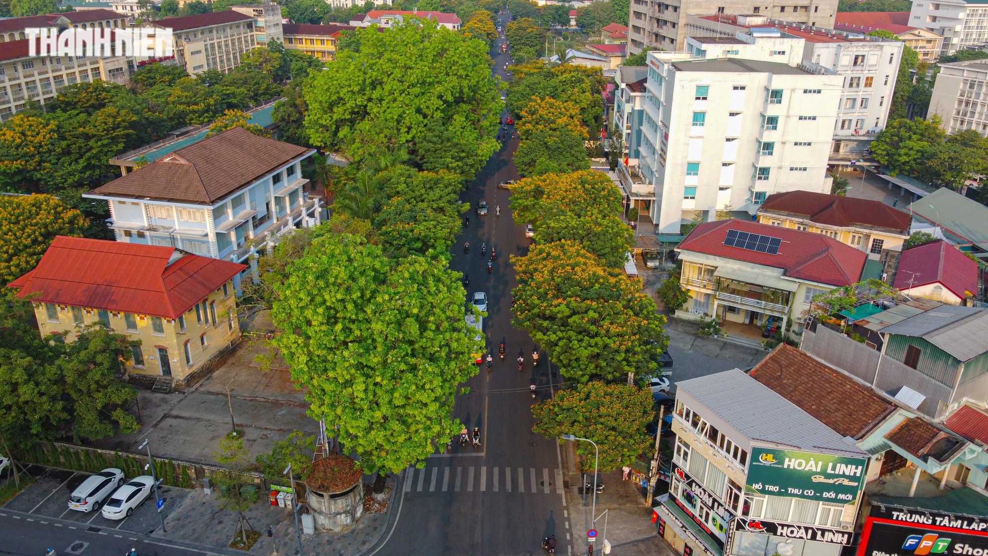 Cố đô Huế quyến rũ trong mùa hoa điệp vàng- Ảnh 1. Hoa điệp vàng được trồng để tạo bóng mát các con phố, trong đó nhiều nhất trên đường Nguyễn Huệ