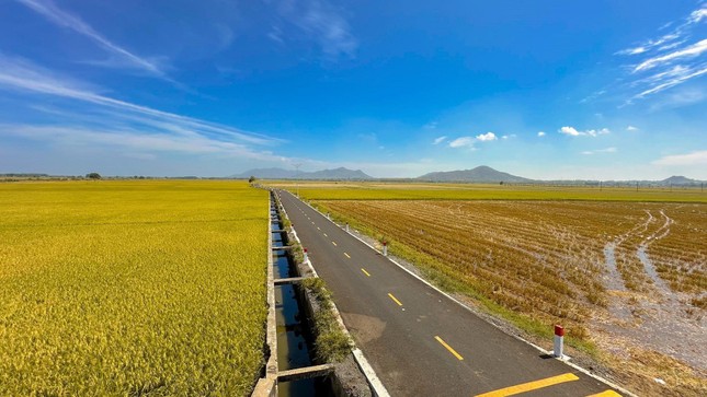 Con đường giữa cánh đồng vàng ruộm ở Vũng Tàu, đẹp như phim hoạt hình Nhật Bản ảnh 1