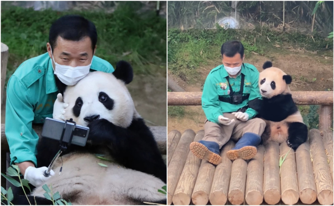 "Đỉnh lưu Pandabiz" Fubao: "Công chúa nhà tài phiệt" kiếm tiền khủng cỡ nào cho Samsung dù chỉ nằm chơi? - Ảnh 3. "Đỉnh lưu Pandabiz" Fubao: "Công chúa nhà tài phiệt" kiếm tiền khủng cỡ nào cho Samsung dù chỉ nằm chơi? - Ảnh 3.