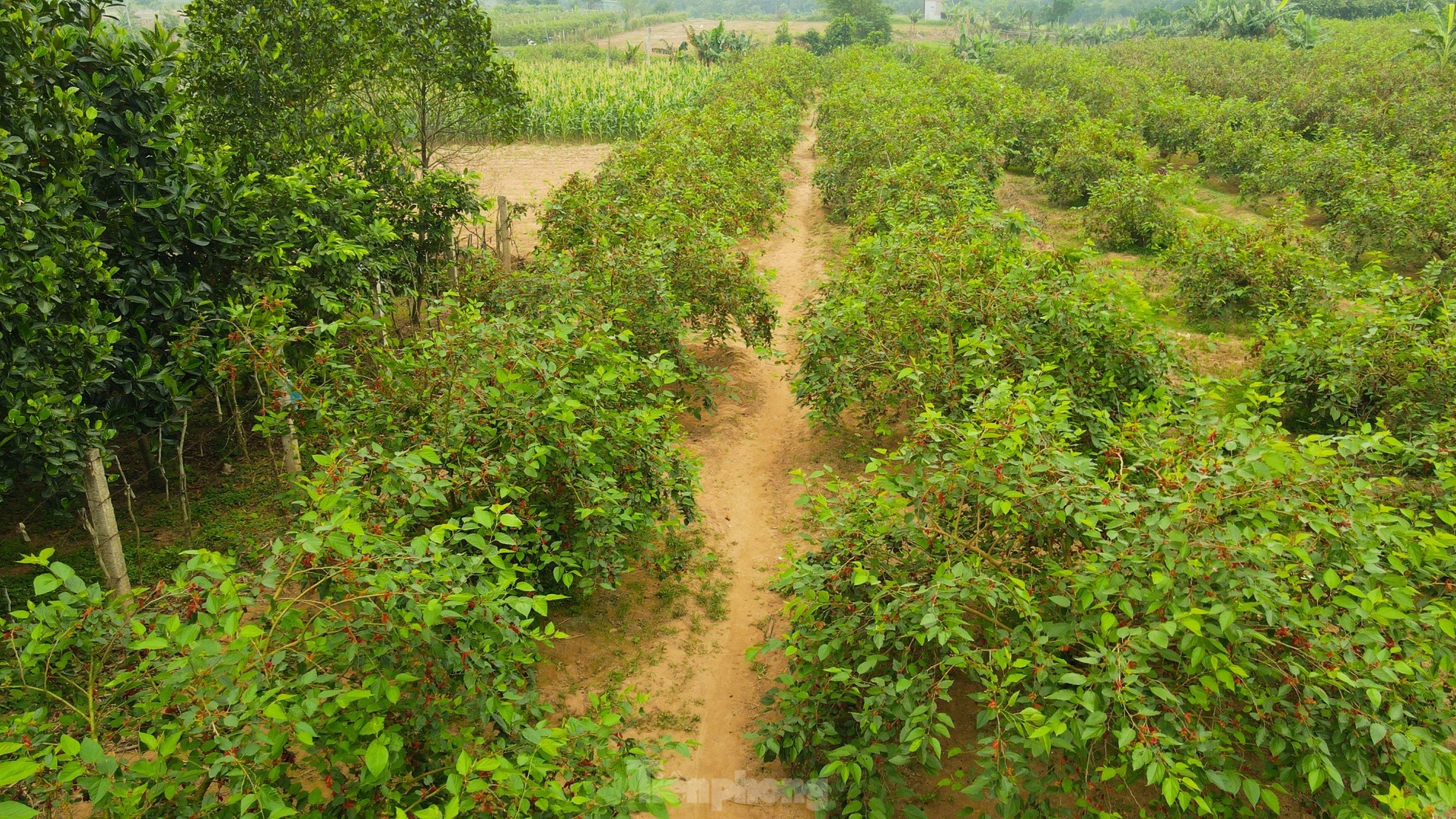 Dâu tằm vào mùa thu hoạch, chín đỏ vùng ven ngoại thành Hà Nội ảnh 1