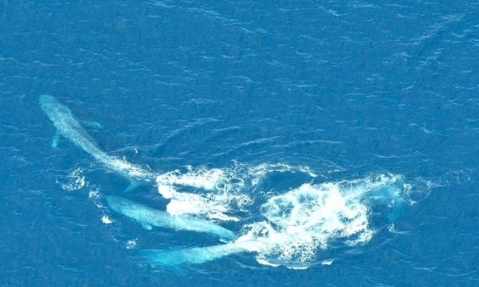 Cá voi cái cố gắng thoát khỏi sự đeo đuổi của hai con đực. Ảnh: Blue Whale Study