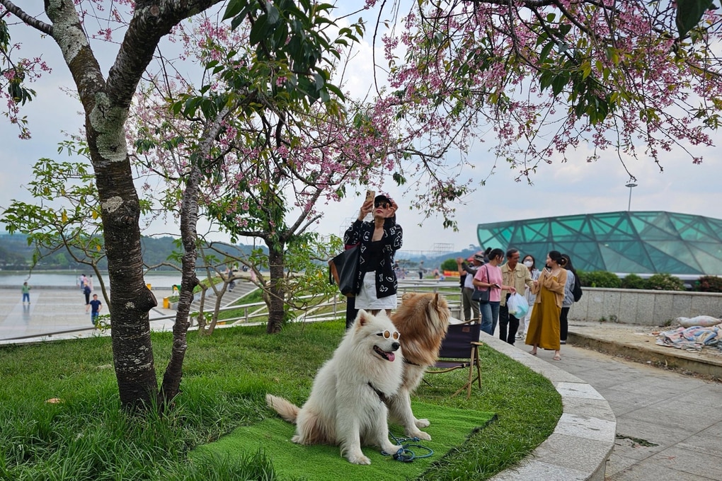 Đưa 2 con chó giữ gốc mai anh đào ở Đà Lạt, bắt khách trả tiền chụp ảnh - 1