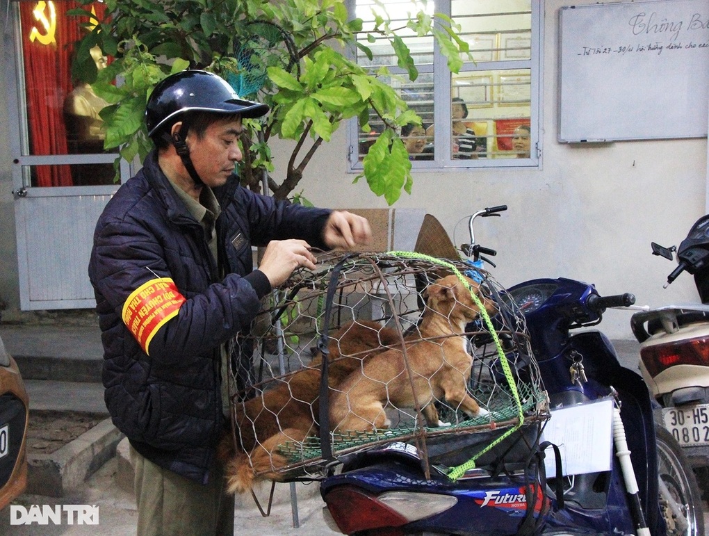 Hà Nội yêu cầu lập sổ quản lý chó, mèo nuôi trên địa bàn - 1 Hà Nội yêu cầu lập sổ quản lý chó, mèo nuôi trên địa bàn - 1