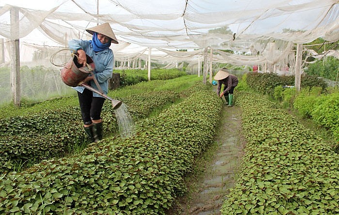 Bắc Giang: Hỗ trợ tối đa để các hợp tác xã phát triển hơn nữa