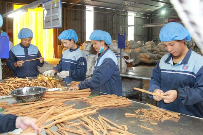 bai-5-can-lam-gi-de-xuat-khau-que-ben-vung-080621_869.jpg Việt Nam hiện đã trở thành nước xuất khẩu quế lớn nhất thế giới. Ảnh: Thanh Tiến.