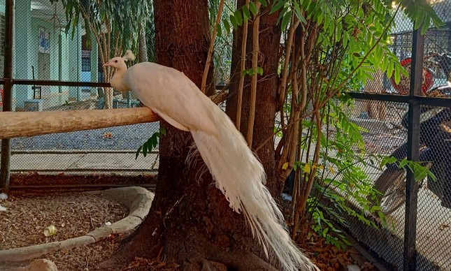 Un rare Confucius indien perché sur le balcon d'une maison à Ho Chi Minh Ville photo 1