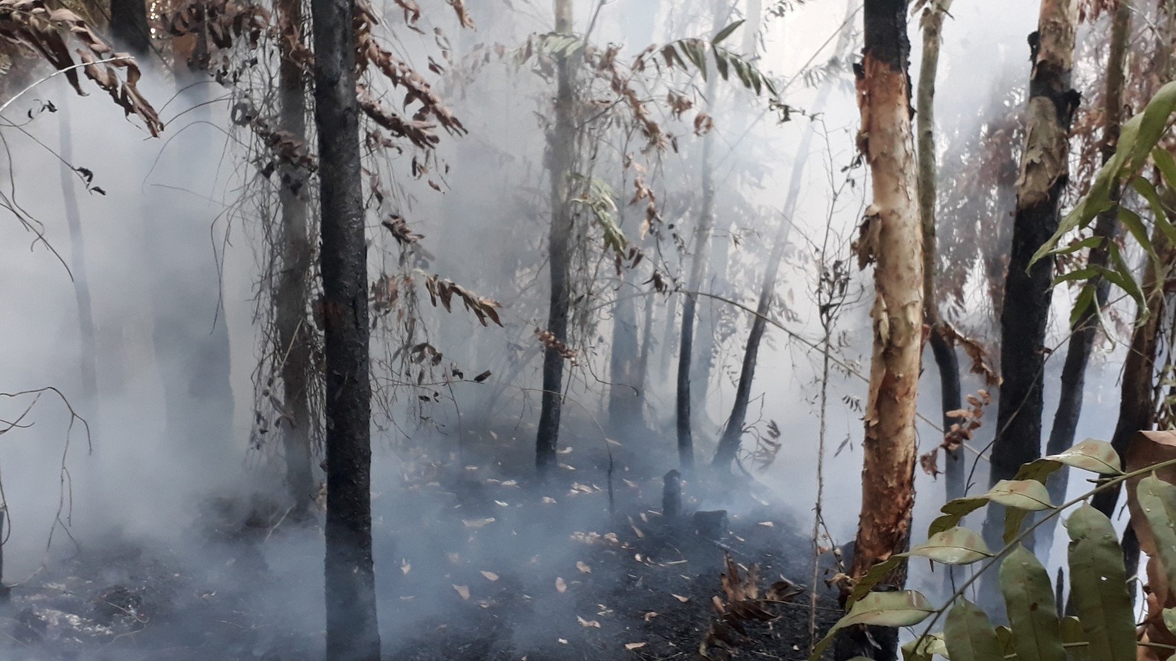 Kịp thời khống chế vụ cháy rừng tràm ở Bạc Liêu- Ảnh 1.