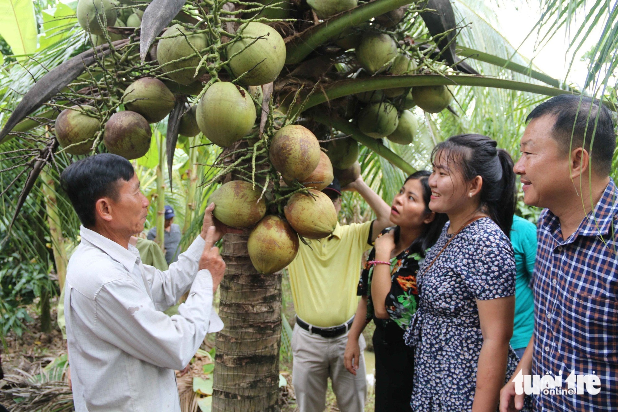 Nhà vườn Cao Văn Lùng (bên trái) ở xã Hòa Tân, huyện Cầu Kè giới thiệu quả dừa sáp với du khách - Ảnh: HOÀI THƯƠNG