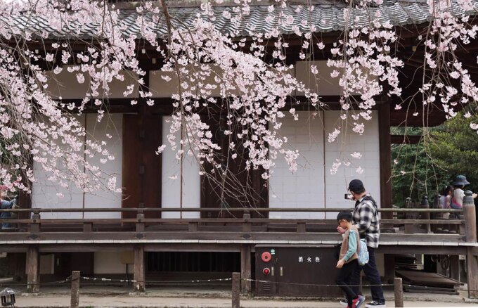 Du khách đến Kyoto ngắm hoa ngày 31/3 khi hoa bắt đầu nở ở miền nam Nhật Bản. Ảnh: Thu Trần
