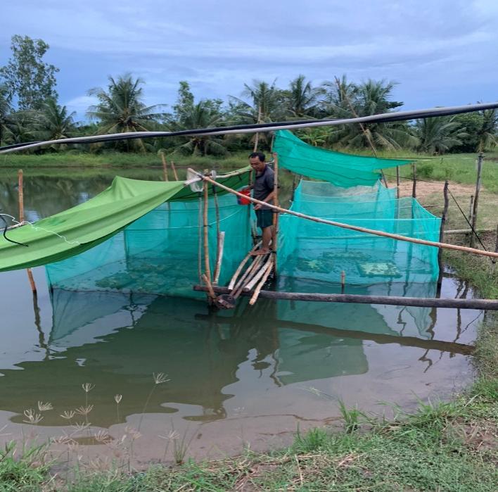 Mô hình nuôi ếch dày đặc dưới ao, trên trồng mai vàng ở một xã của Sóc Trăng đang được người ta đến xem- Ảnh 2. Mô hình nuôi ếch dày đặc dưới ao, trên trồng mai vàng ở một xã của Sóc Trăng đang được người ta đến xem- Ảnh 2.