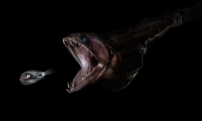 Маленькая личинка рыбы (слева) вот-вот будет проглочена черной рыбой-глотателем (справа). Фото: Пол Кейгер/Океанографический институт Вудс-Хоул