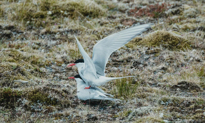 아이슬란드의 북극 제비갈매기 한 쌍. 사진: 미샤 마틴/UnSplash