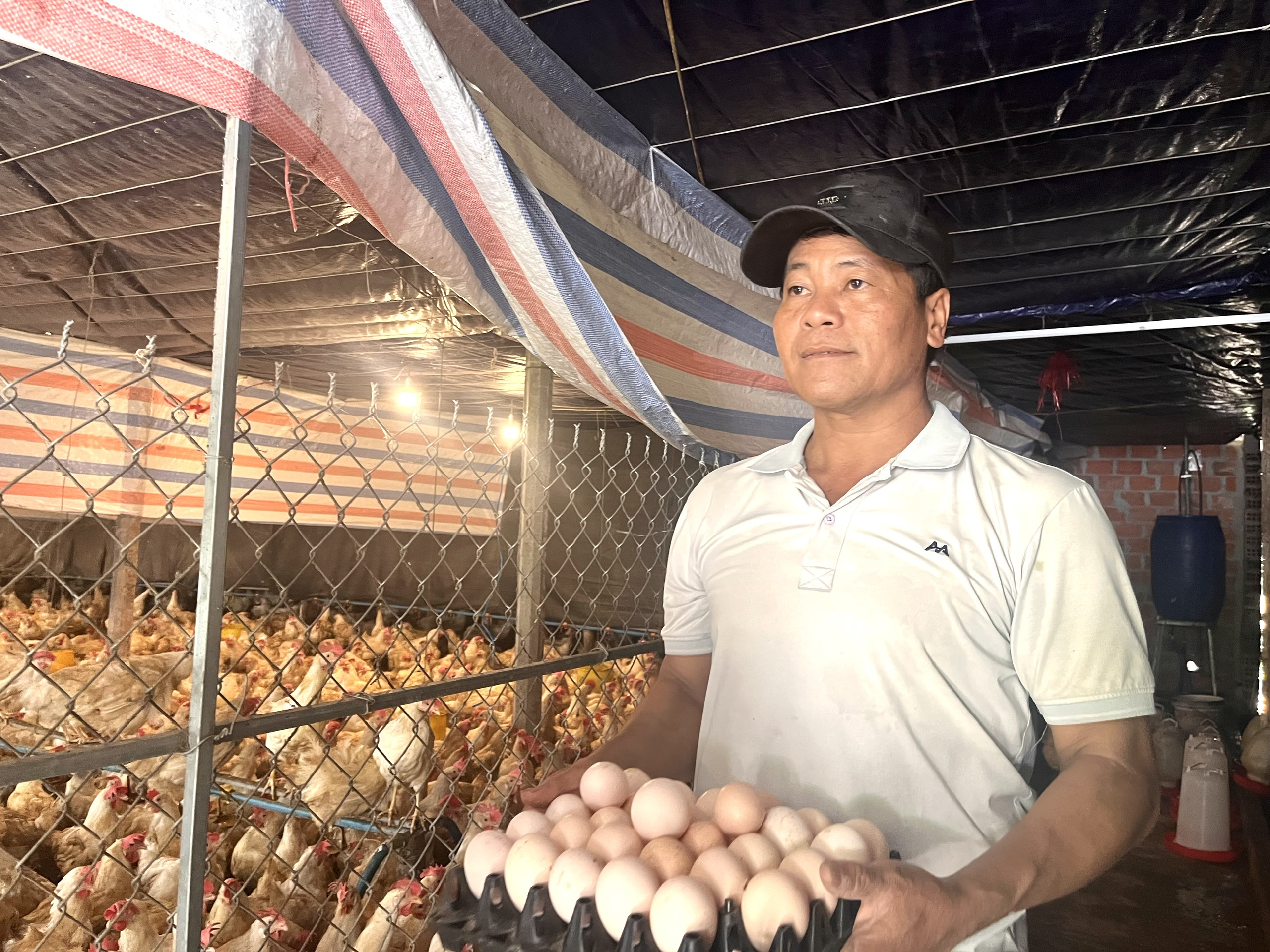 Mô hình nuôi gà trong phòng lạnh của nông dân giỏi đạt giải Nhì Hội thi Sáng tạo nhà nông Bình Định- Ảnh 1. Mô hình nuôi gà trong phòng lạnh của nông dân giỏi đạt giải Nhì Hội thi Sáng tạo nhà nông Bình Định- Ảnh 1.