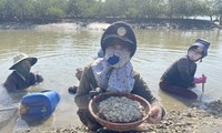 Die harte Arbeit des Austernsammelns in Ninh Thuan