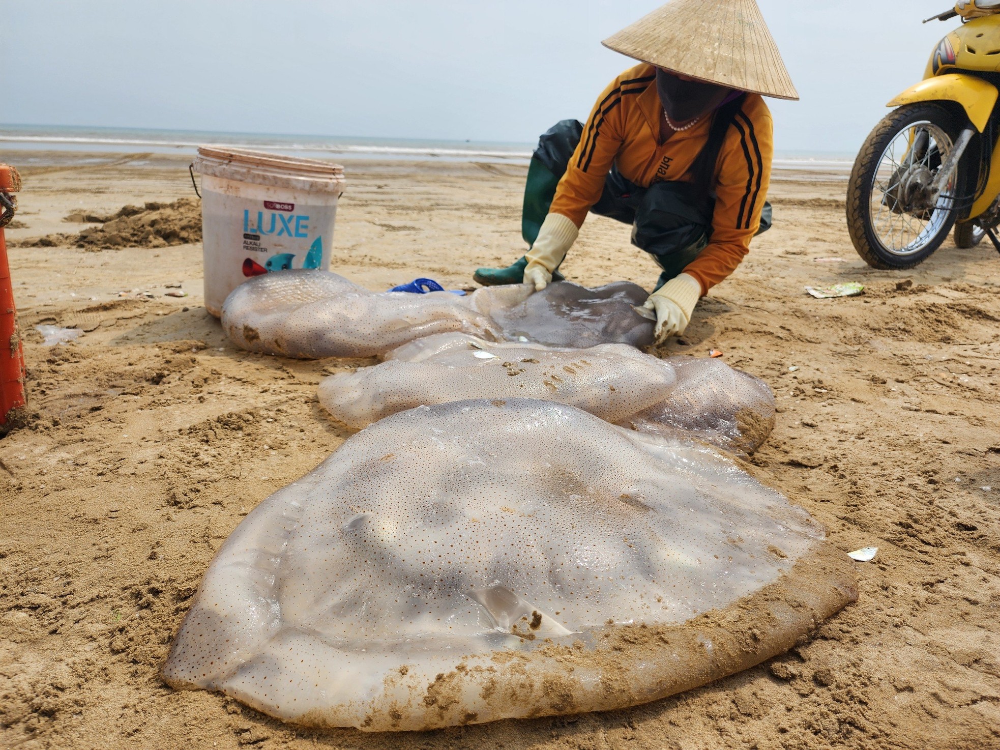 Ngư dân Hà Tĩnh vào mùa thu hoạch sứa biển, kiếm tiền triệu mỗi ngày ảnh 1