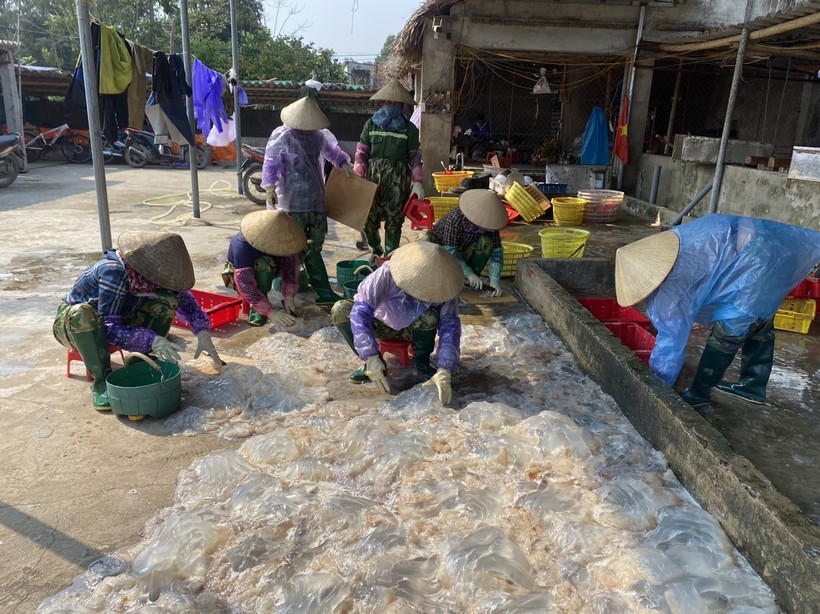 Ngư dân Thanh Hoá kiếm 3- 10 triệu đồng mỗi ngày nhờ 