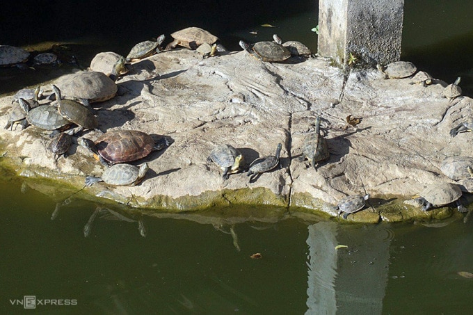 تعيش العديد من السلاحف بمختلف أنواعها معًا في البحيرة، وتستمتع بحمامات الشمس تحت أعمدة خرسانية. الصورة: نجوين دونغ