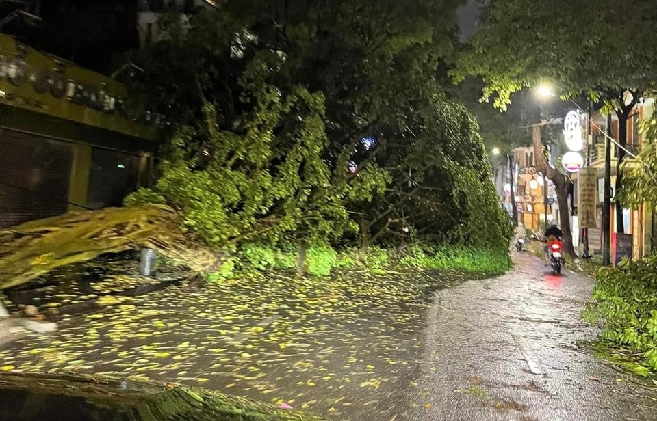 Hà Nội: Nhiều cây xanh bị đổ gãy do mưa giông - Ảnh 1