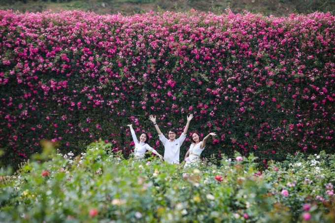Lễ hội hoa hồng Fansipan năm nay sẽ diễn ra từ ngày 27/4. Ảnh: Sun World
