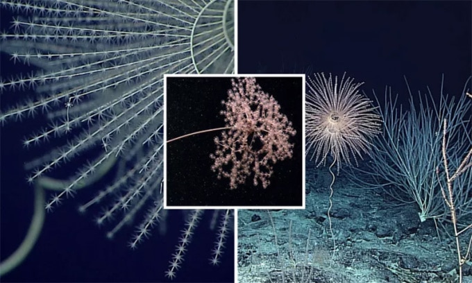 Некоторые виды 8-камерных кораллов (Octocorallia). Фото: НОАА
