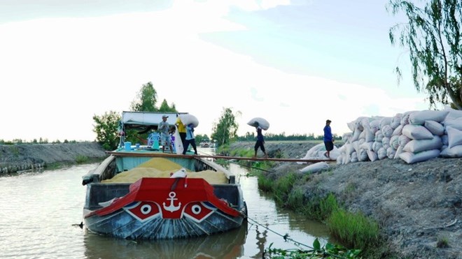 Nhu cầu xuất khẩu gạo tăng, gạo Việt tiếp tục thắng thầu