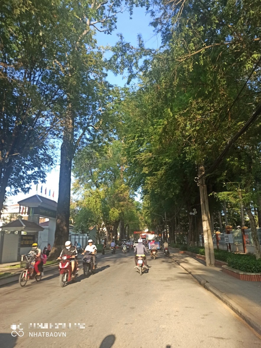 Trà Vinh có nhiều con đường rợp bóng cây xanh ngay trong thành phố